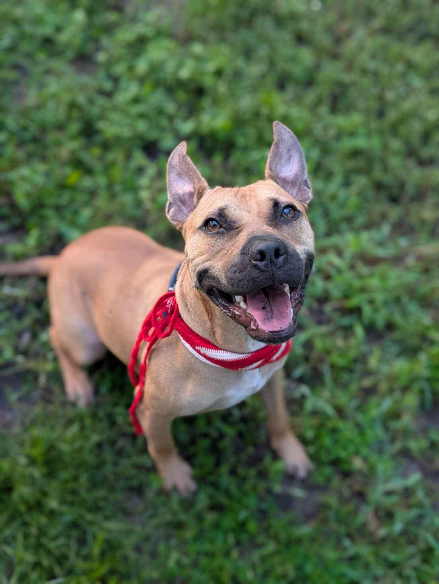 Jude, Adoptable, Adult Male American Staffordshire Terrier & Mixed Breed.
