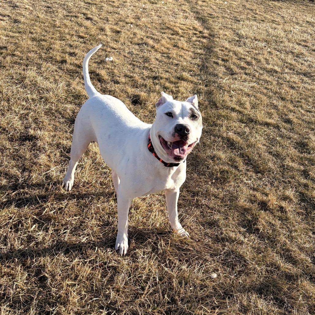 Elmer Fudd (Zeus), Adoptable, Young Male Pit Bull Terrier.