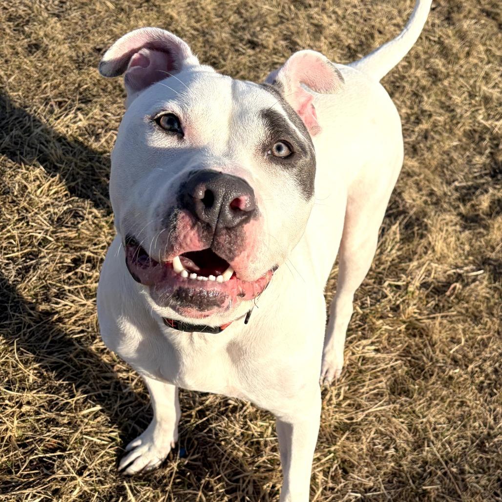 Enlarge Elmer Fudd (Zeus), a Adoptable mixed breed in Pontiac, IL image 2/6