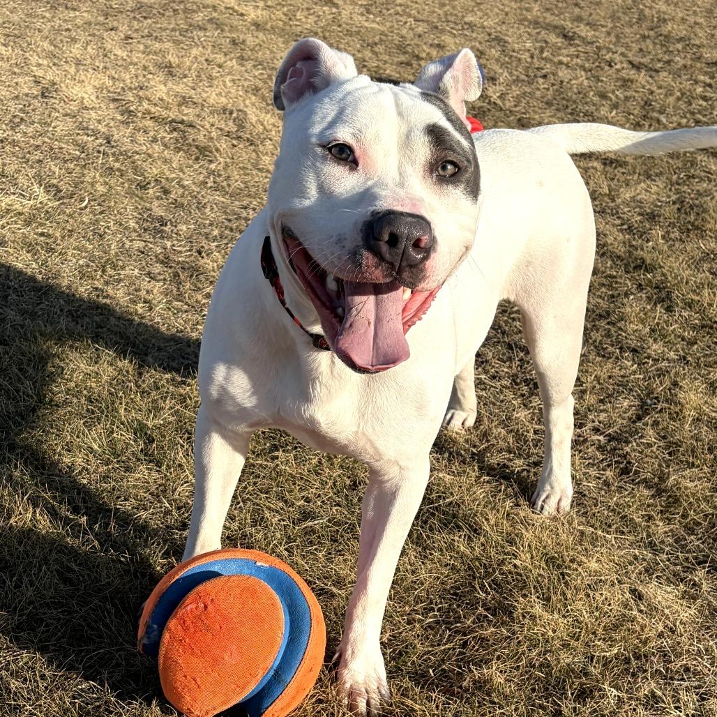 Enlarge Elmer Fudd (Zeus), a Adoptable mixed breed in Pontiac, IL image 3/6