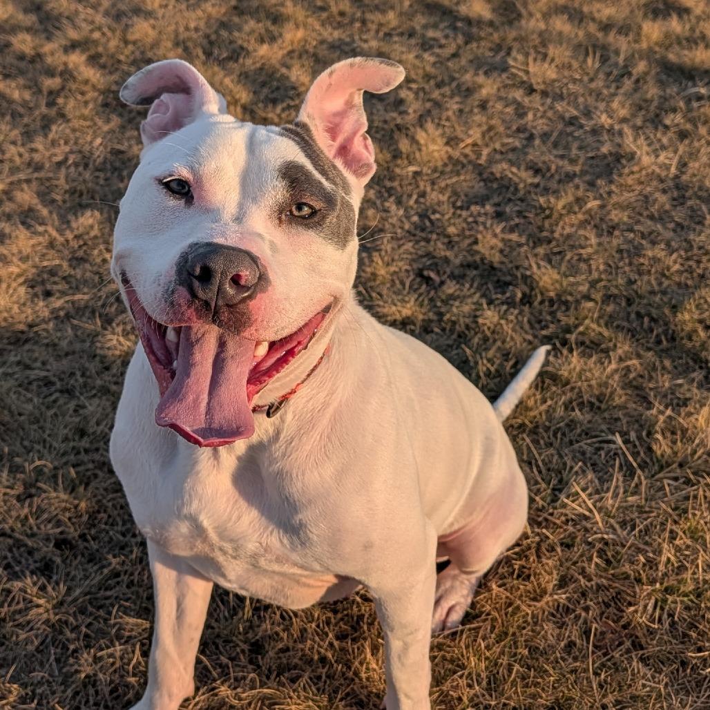 Enlarge Elmer Fudd (Zeus), a Adoptable mixed breed in Pontiac, IL image 4/6
