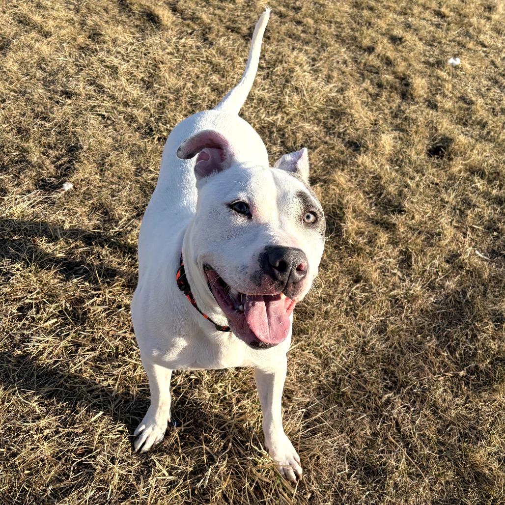 Enlarge Elmer Fudd (Zeus), a Adoptable mixed breed in Pontiac, IL image 5/6