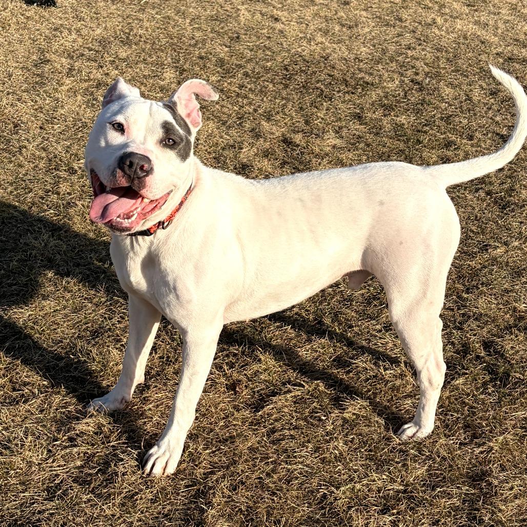 Enlarge Elmer Fudd (Zeus), a Adoptable mixed breed in Pontiac, IL image 6/6