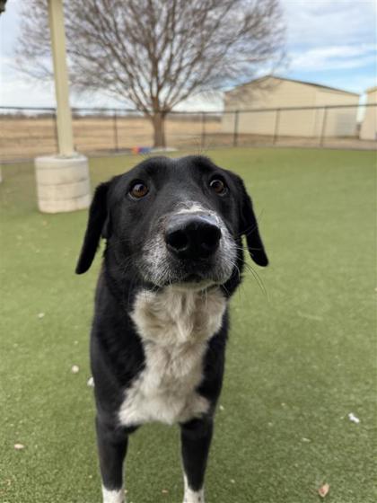 Enlarge Apache, a Adoptable mixed breed in Hutchinson, KS image 1/3