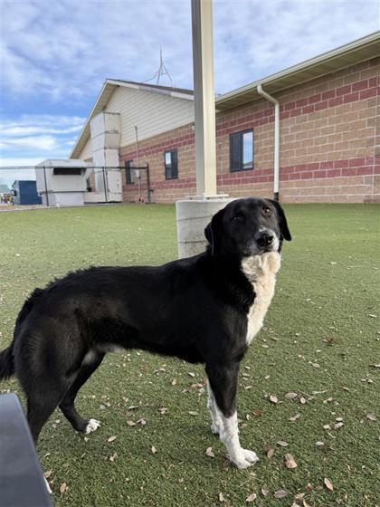 Apache, a Adoptable mixed breed in Hutchinson, KS image 2/3