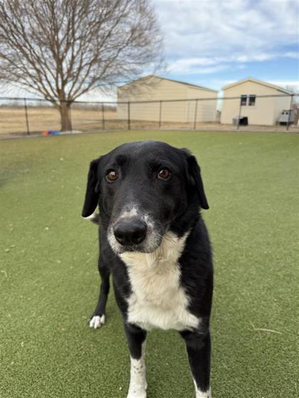 Enlarge Apache, a Adoptable mixed breed in Hutchinson, KS image 3/3