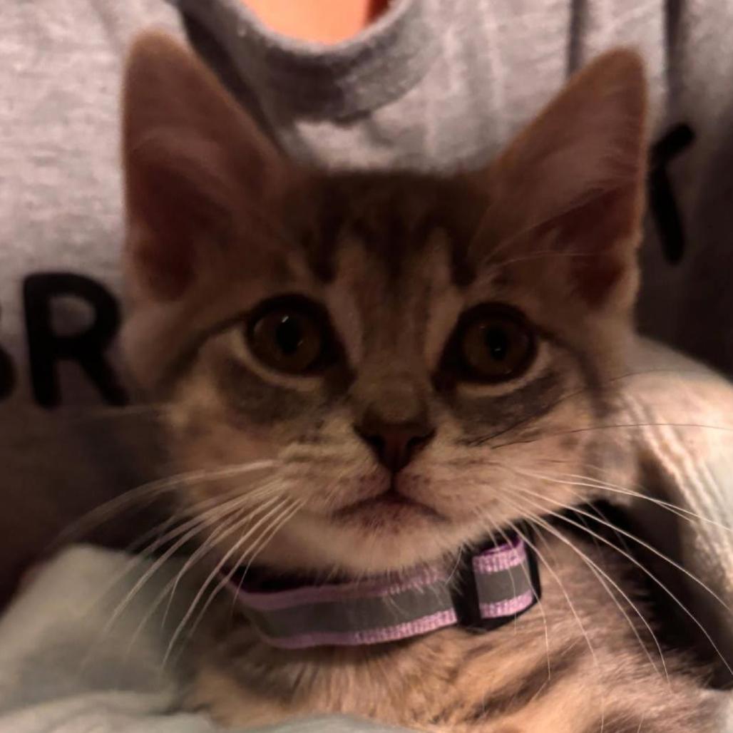 Enlarge Paprika, a Adoptable Domestic Short Hair in League City, TX image 1/1