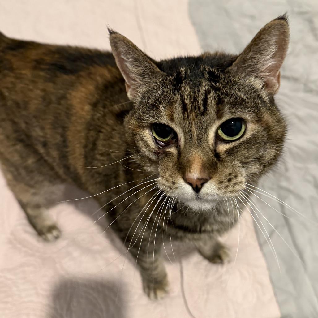 Mumble, a Adoptable Domestic Short Hair in Brownsboro, AL image 1/6