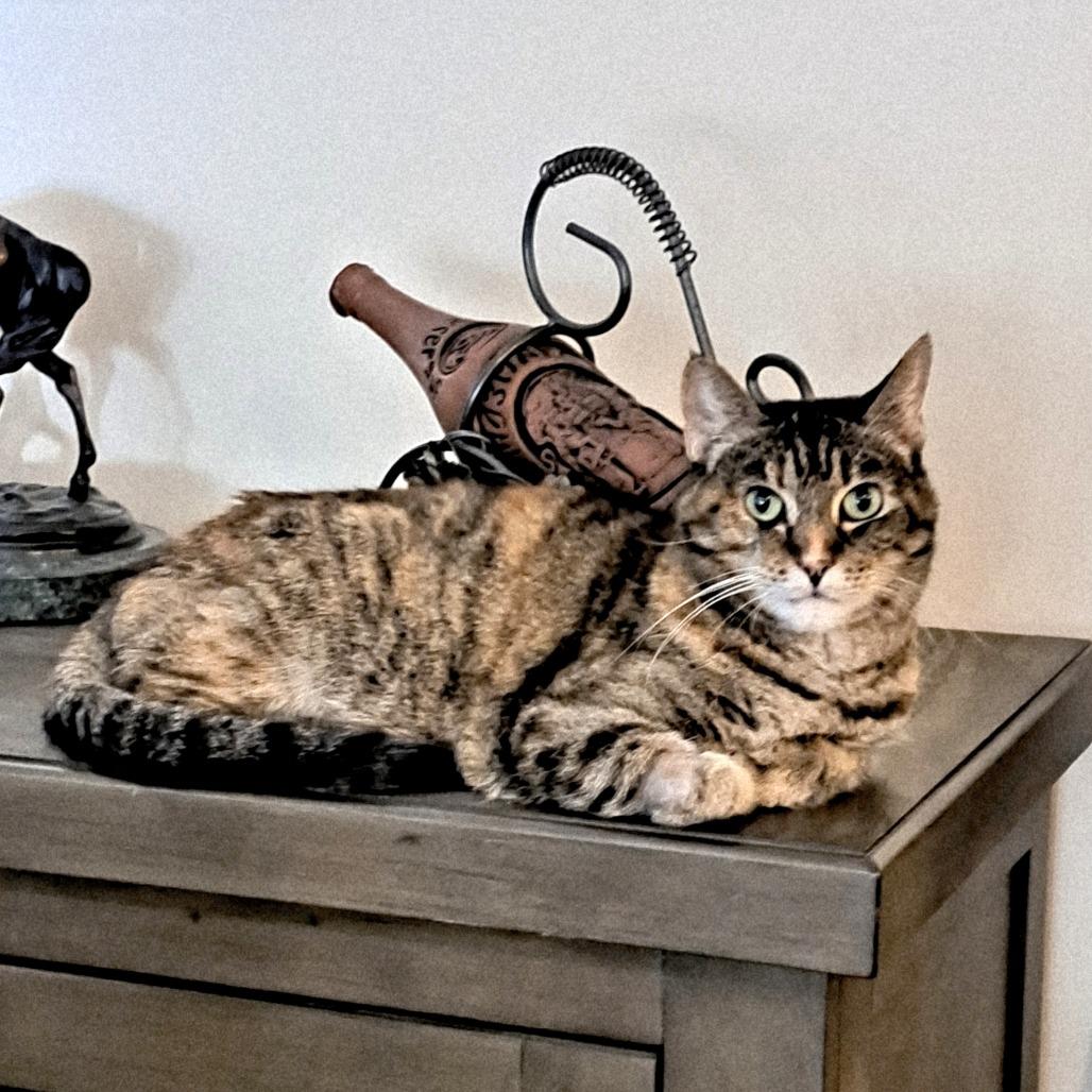 Mumble, a Adoptable Domestic Short Hair in Brownsboro, AL image 2/6