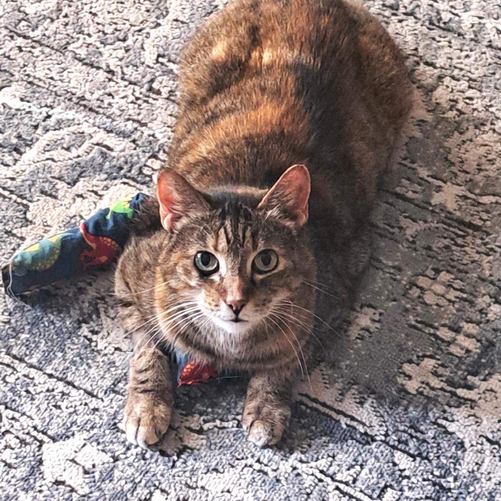Enlarge Mumble, a Adoptable Domestic Short Hair in Brownsboro, AL image 3/6