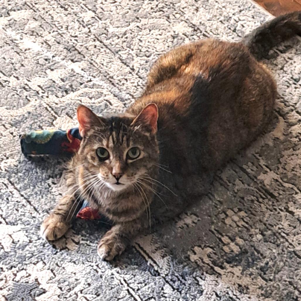 Mumble, a Adoptable Domestic Short Hair in Brownsboro, AL image 3/6