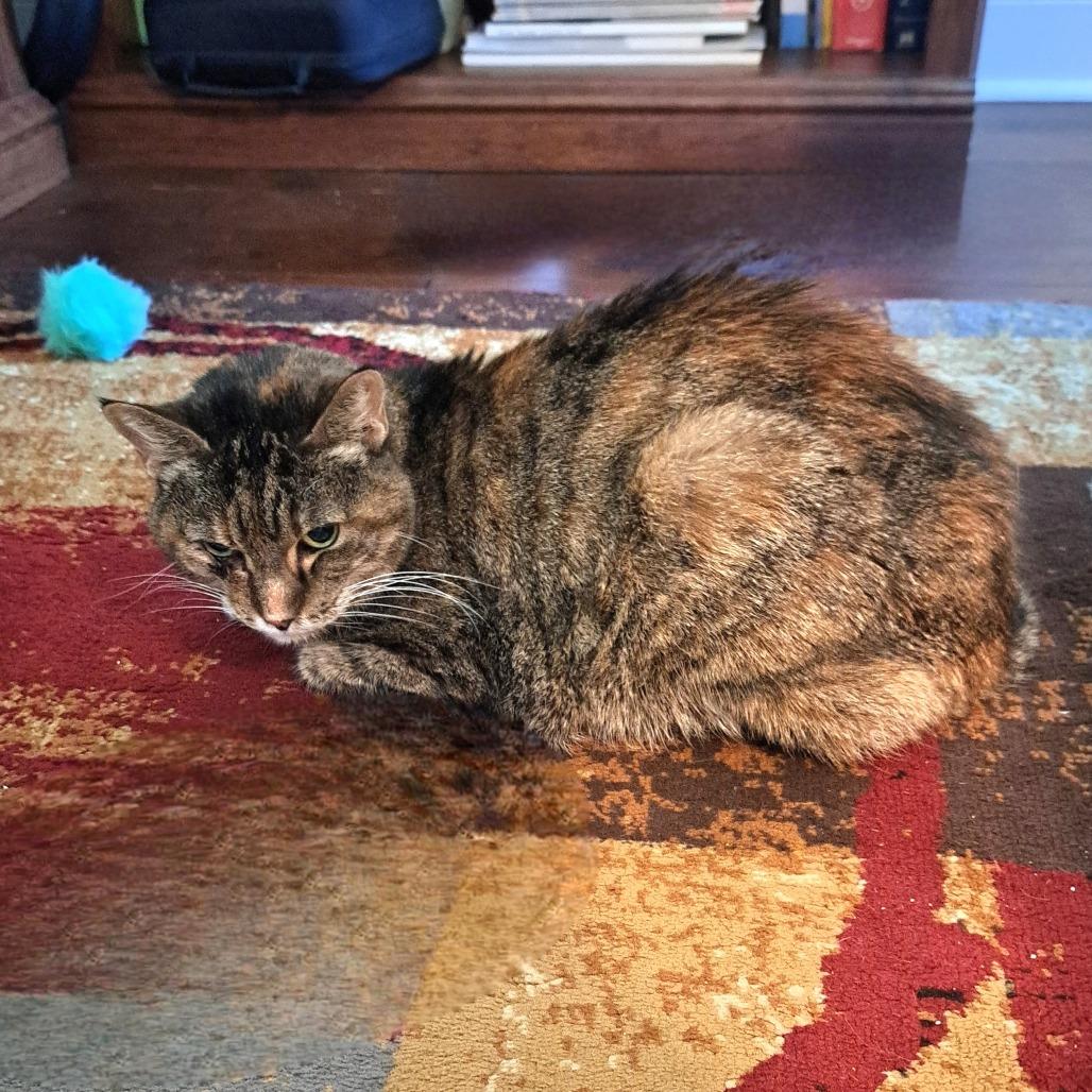 Mumble, a Adoptable Domestic Short Hair in Brownsboro, AL image 4/6
