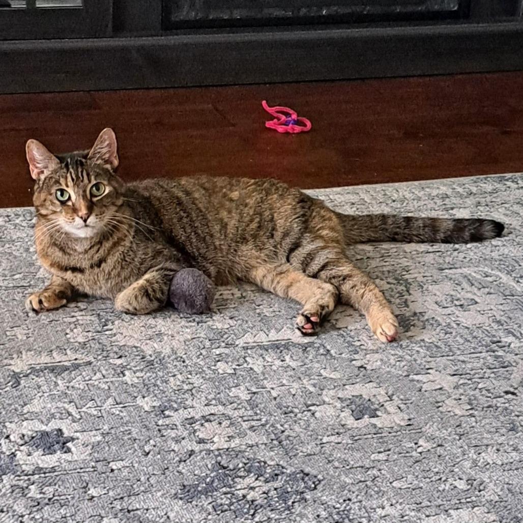 Mumble, a Adoptable Domestic Short Hair in Brownsboro, AL image 5/6