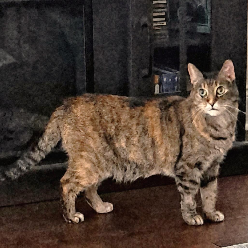 Mumble, a Adoptable Domestic Short Hair in Brownsboro, AL image 6/6