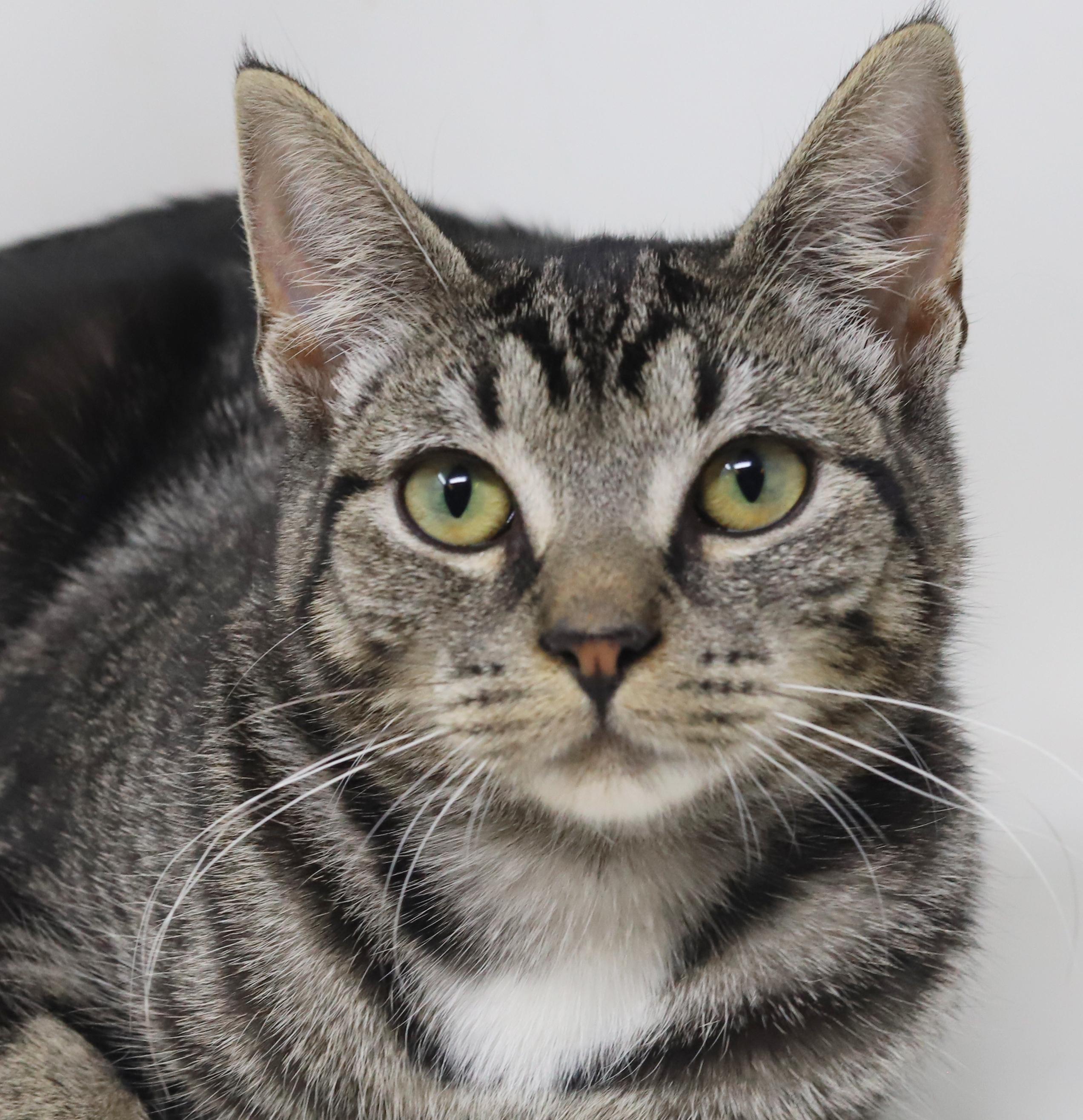 Enlarge Lucy is an EXOTIC baby LOVER! She will make u the luckiest BFF!!, a Adoptable mixed breed in Bedford Hills, NY image 3/6