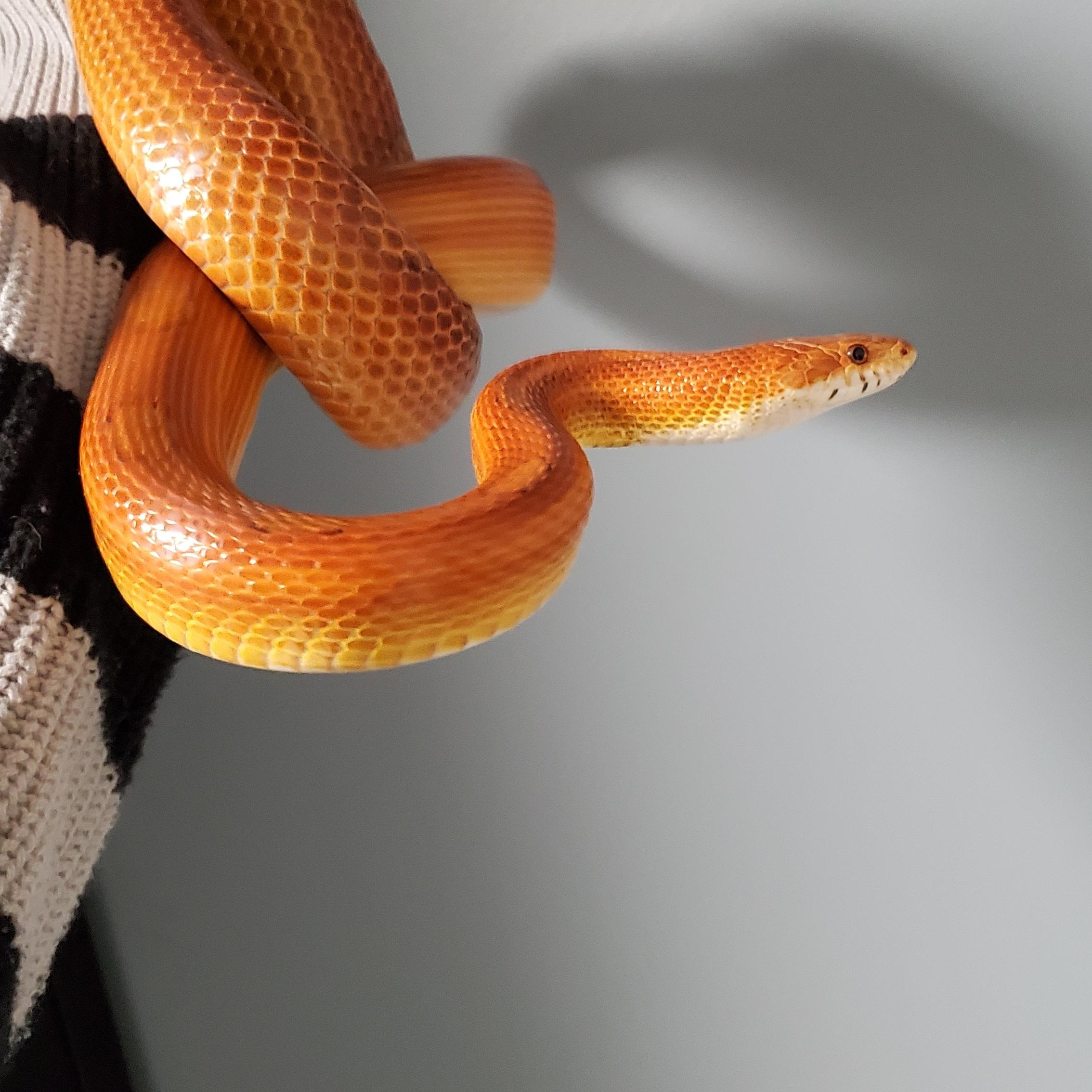 Twister, a Adoptable Corn / Rat in Dunbar, PA image 1/2