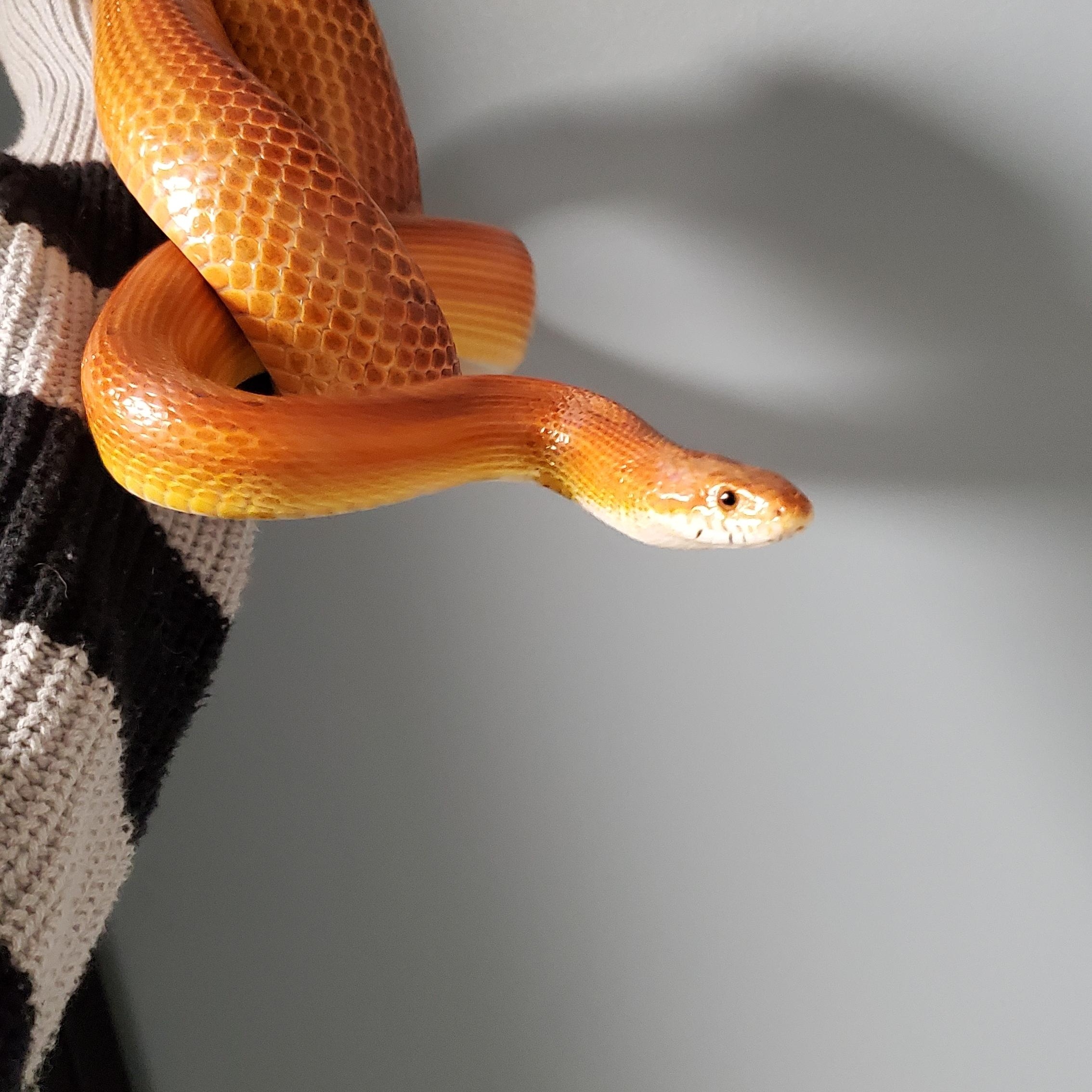 Twister, a Adoptable Corn / Rat in Dunbar, PA image 2/2