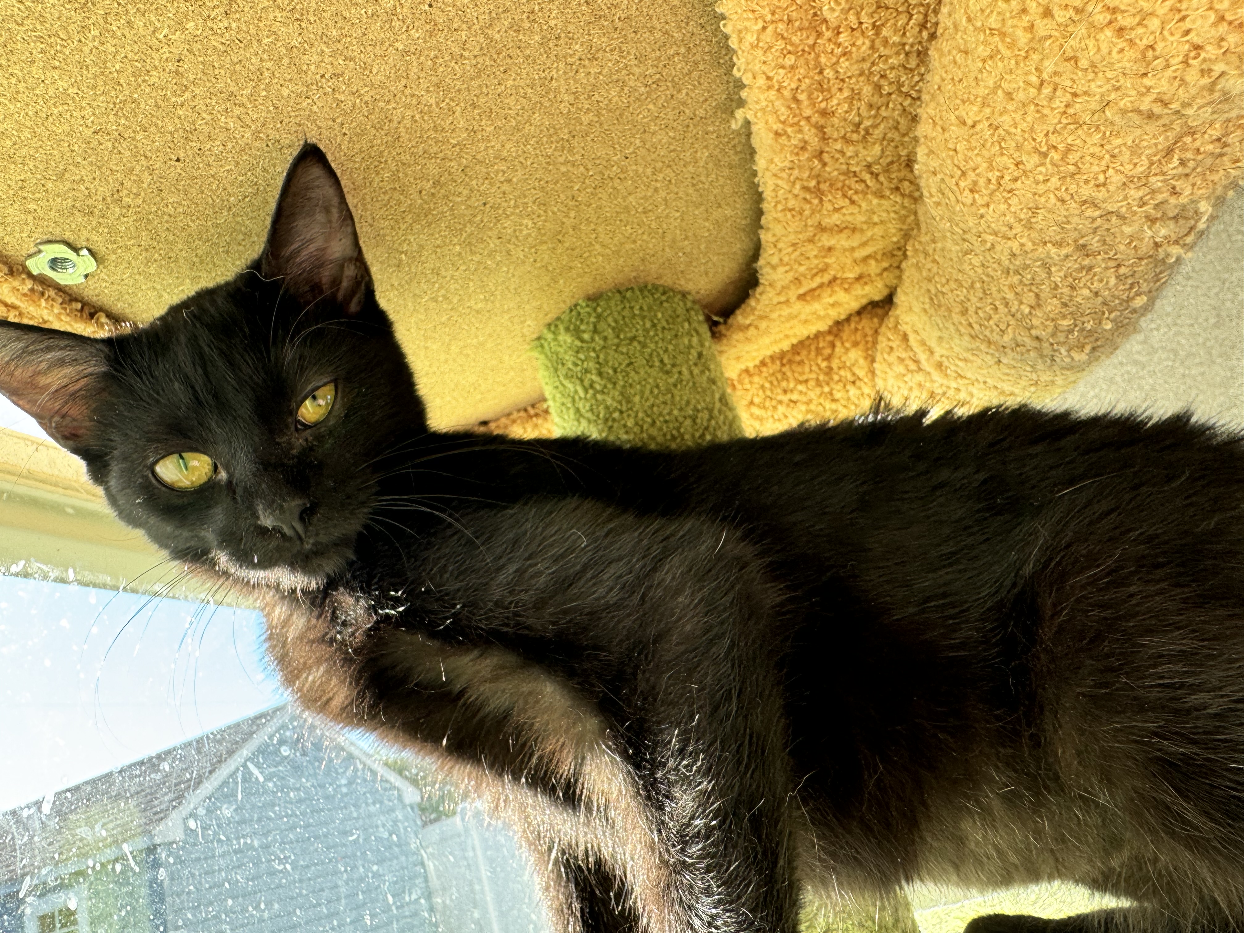 Rosie, a Adoptable Domestic Short Hair in Levittown, PA image 2/6