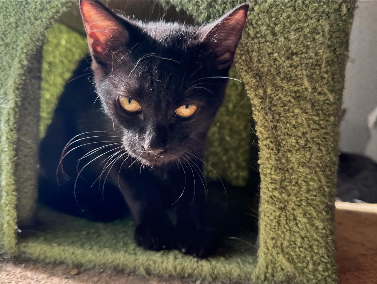 Rosie, a Adoptable Domestic Short Hair in Levittown, PA image 3/6