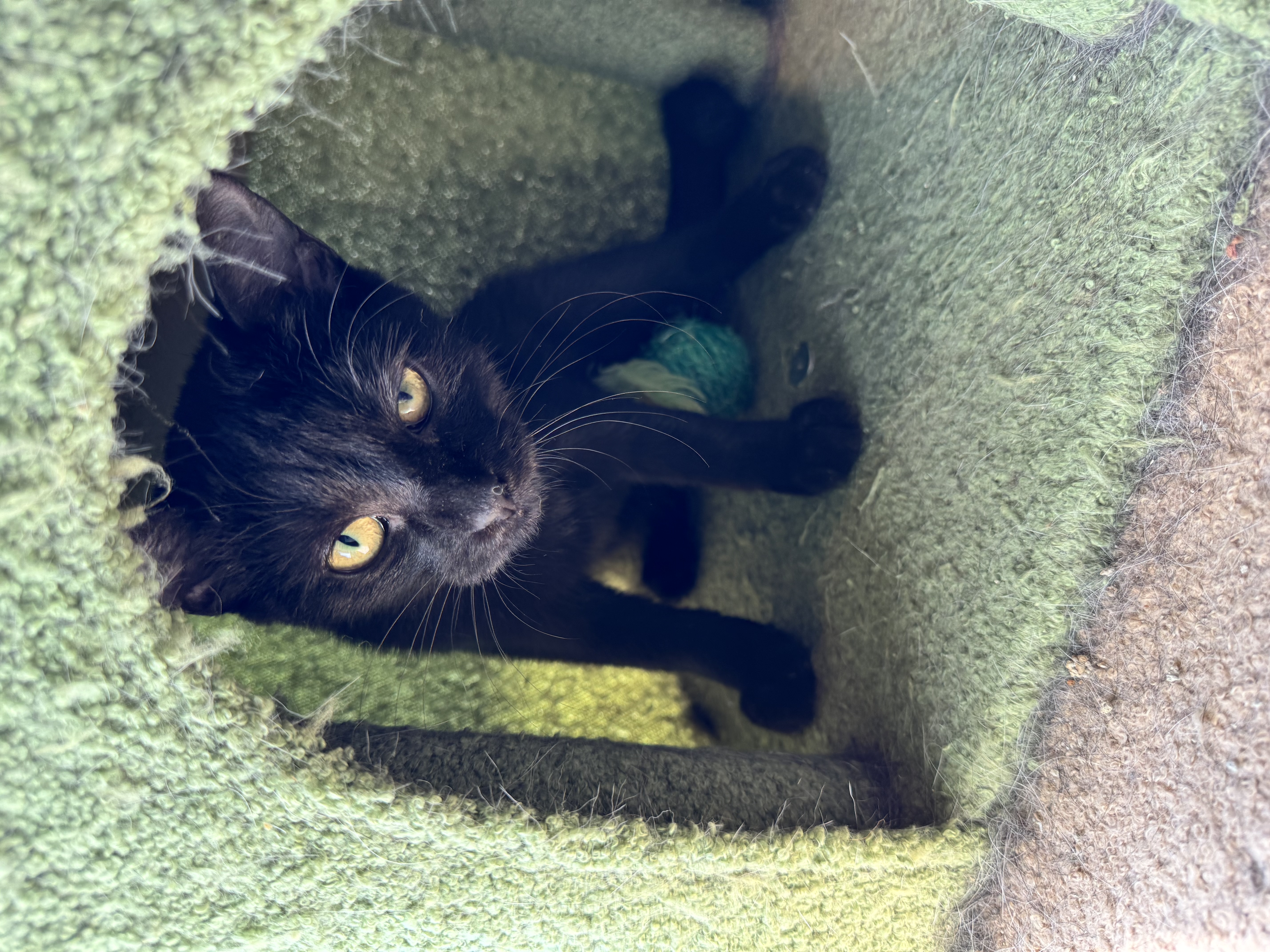 Rosie, a Adoptable Domestic Short Hair in Levittown, PA image 4/6