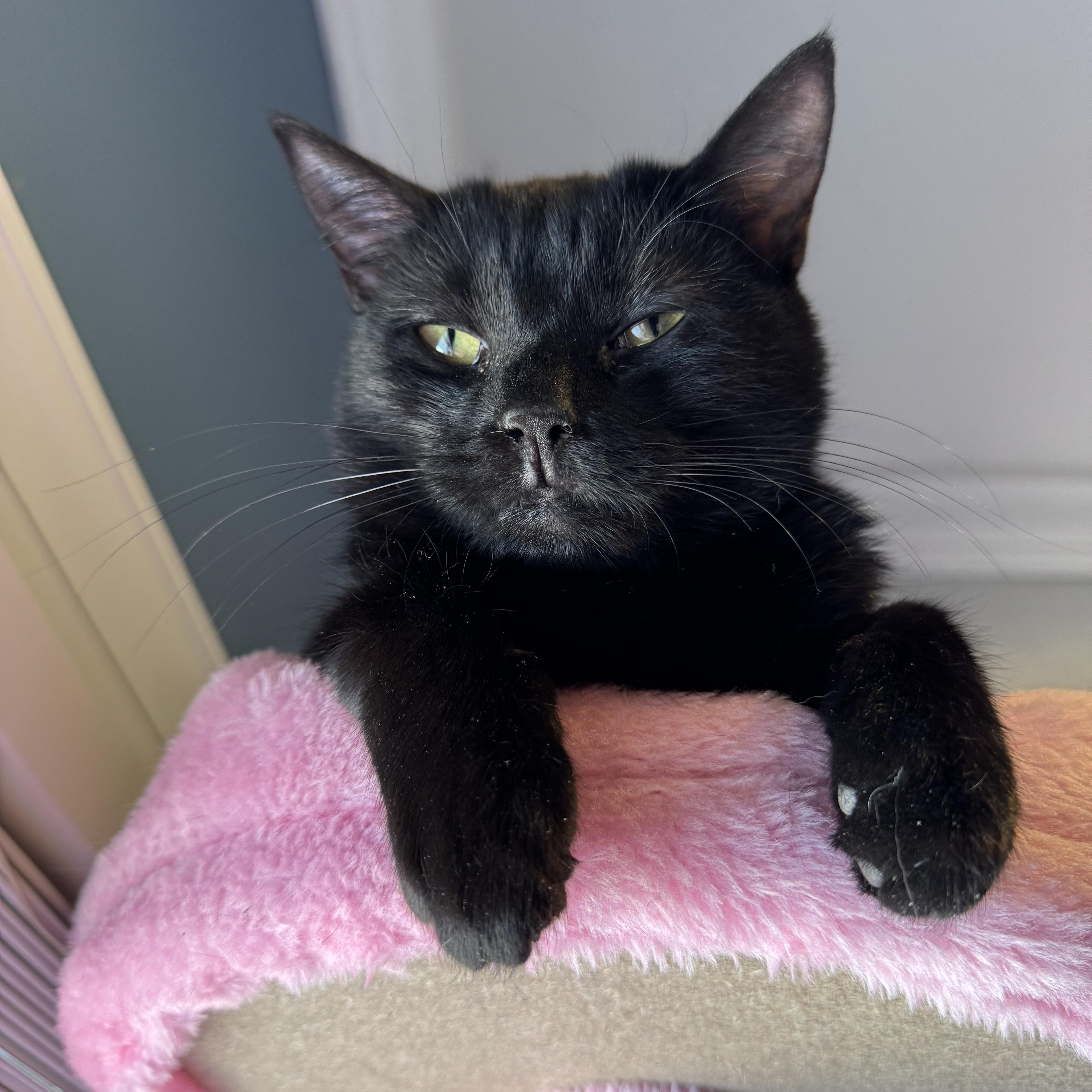 Rosie, a Adoptable Domestic Short Hair in Levittown, PA image 1/6