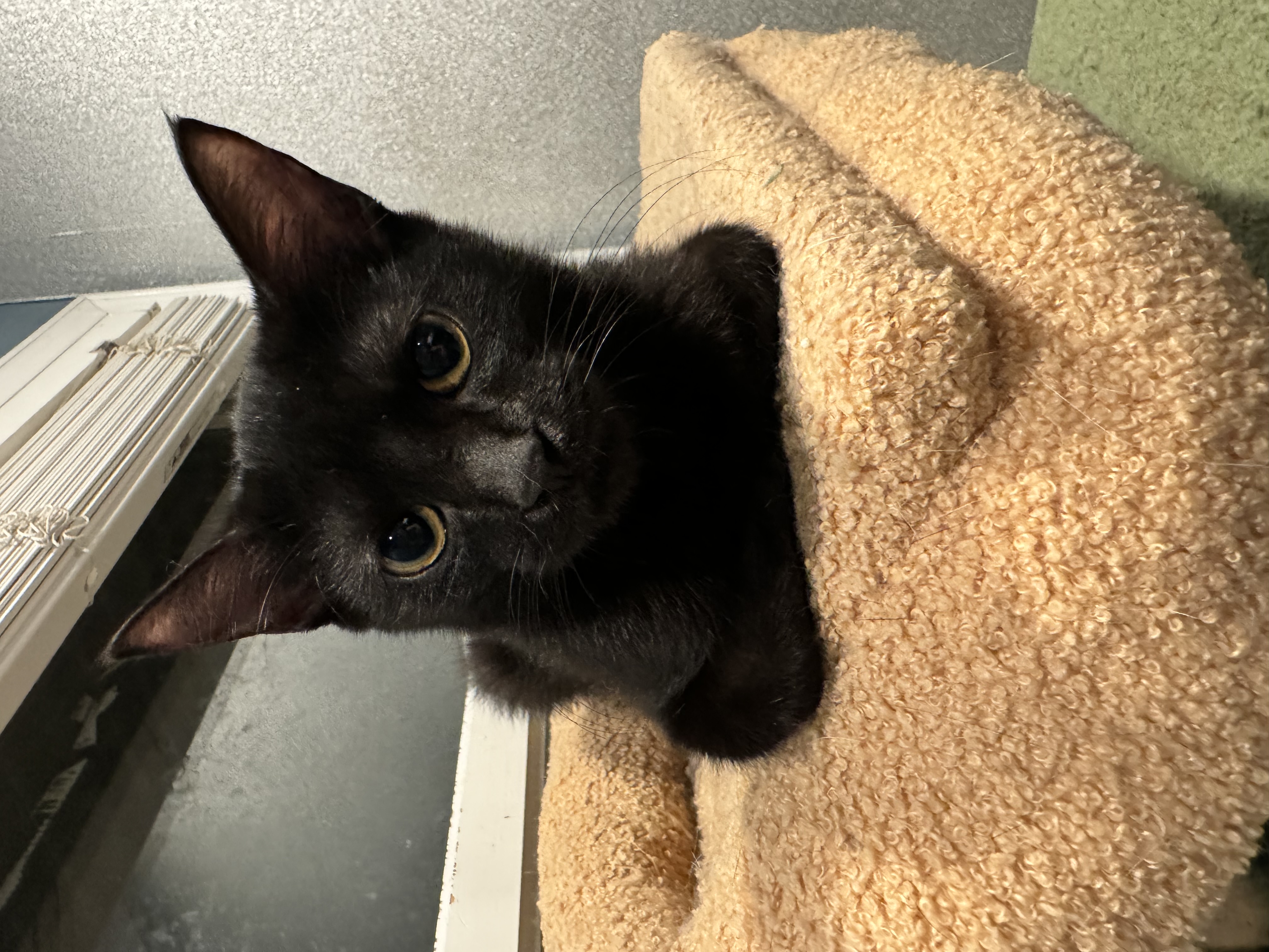 Rosie, a Adoptable Domestic Short Hair in Levittown, PA image 5/6