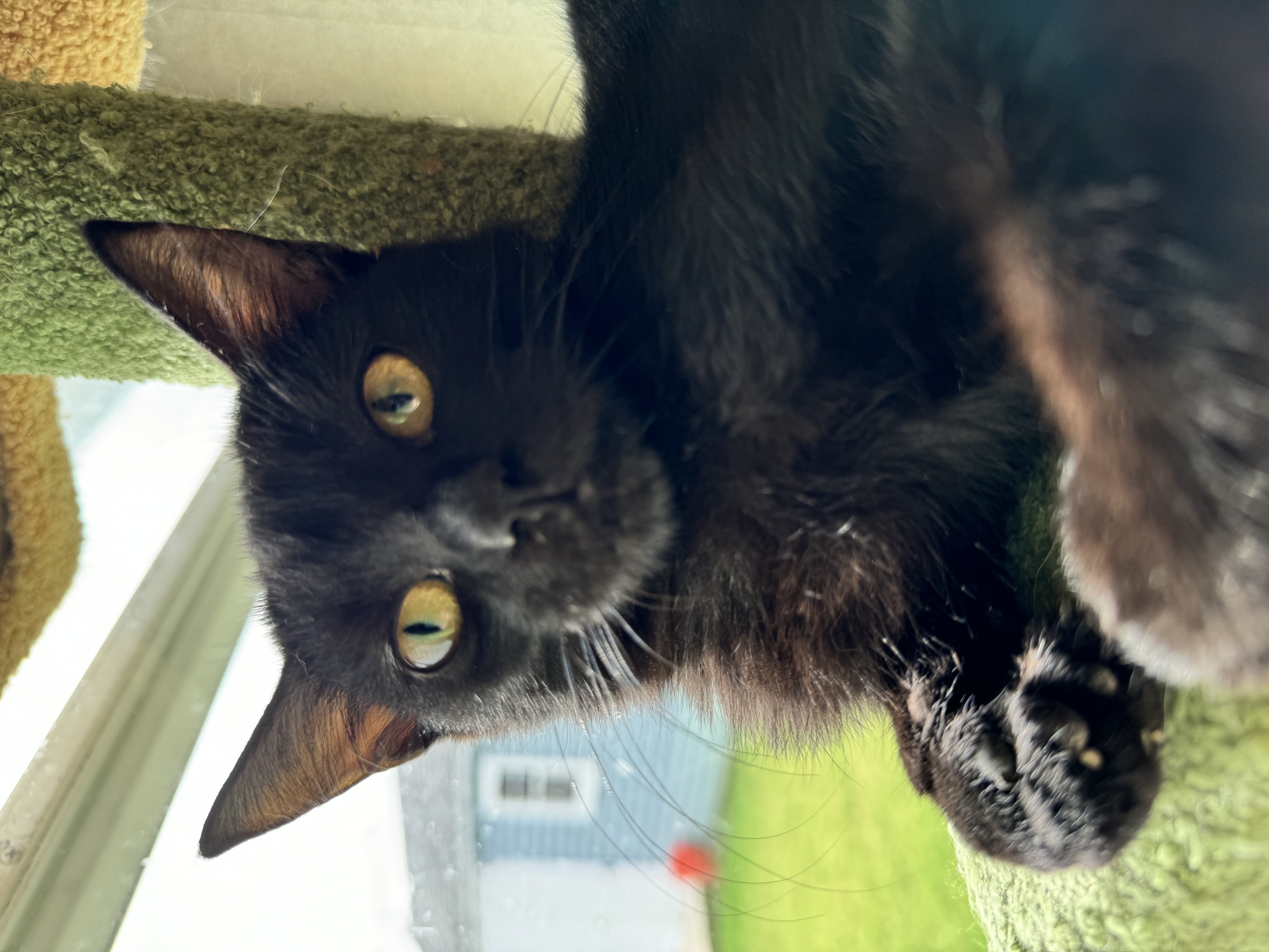 Rosie, a Adoptable Domestic Short Hair in Levittown, PA image 6/6