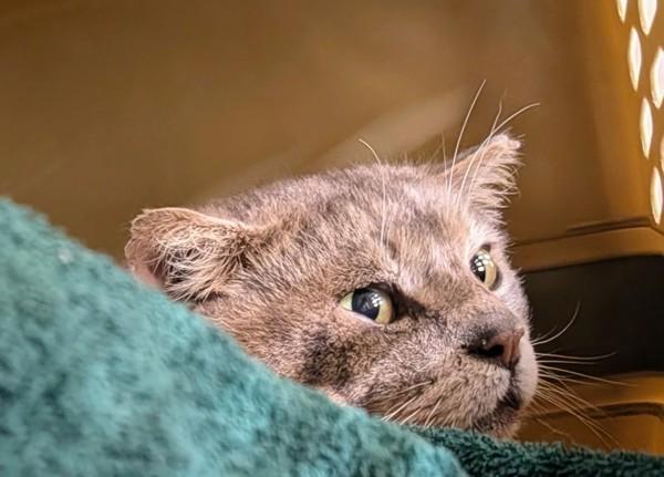 Enlarge Reese, a Adoptable mixed breed in Sechelt, BC image 1/1