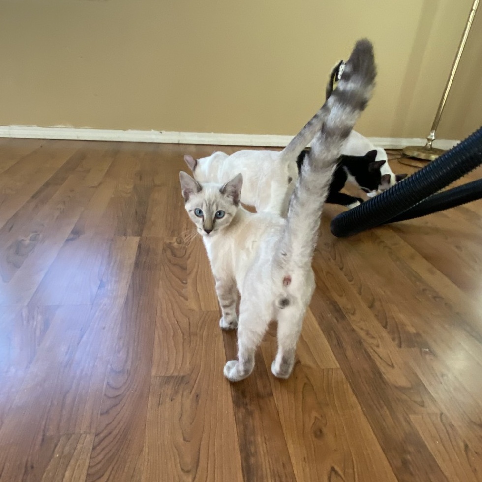 Frasier, a Adopted Siamese image 2/2