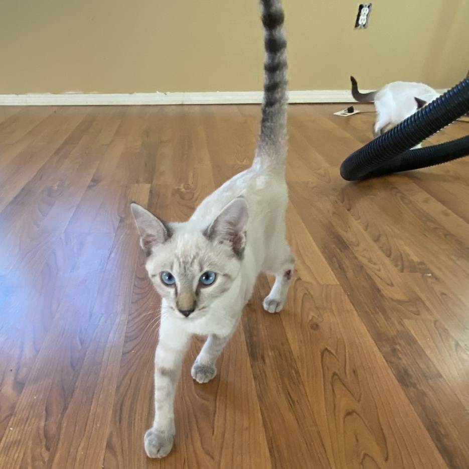 Frasier, Adopted, Young Male Siamese.