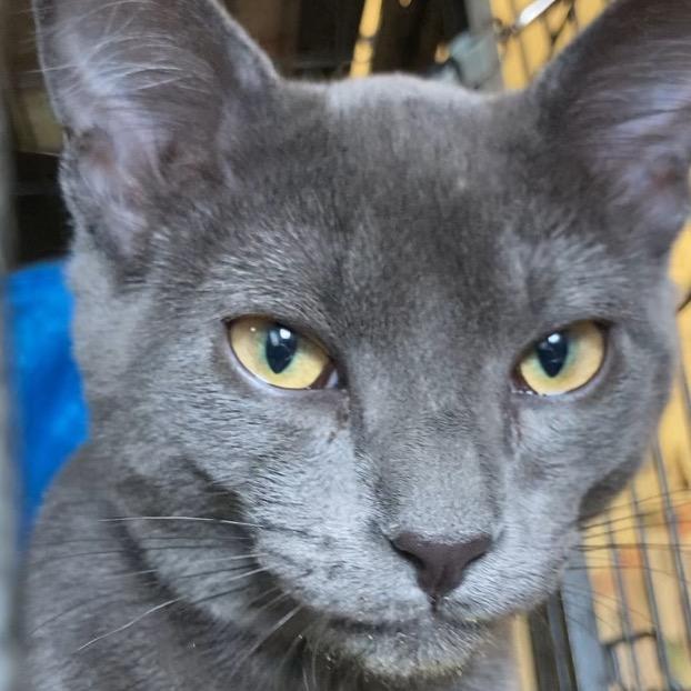 Radley, Adoptable, Young Male Domestic Short Hair.