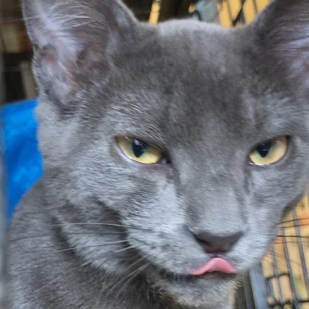 Radley, a Adoptable Domestic Short Hair in Sand Springs, OK image 2/5