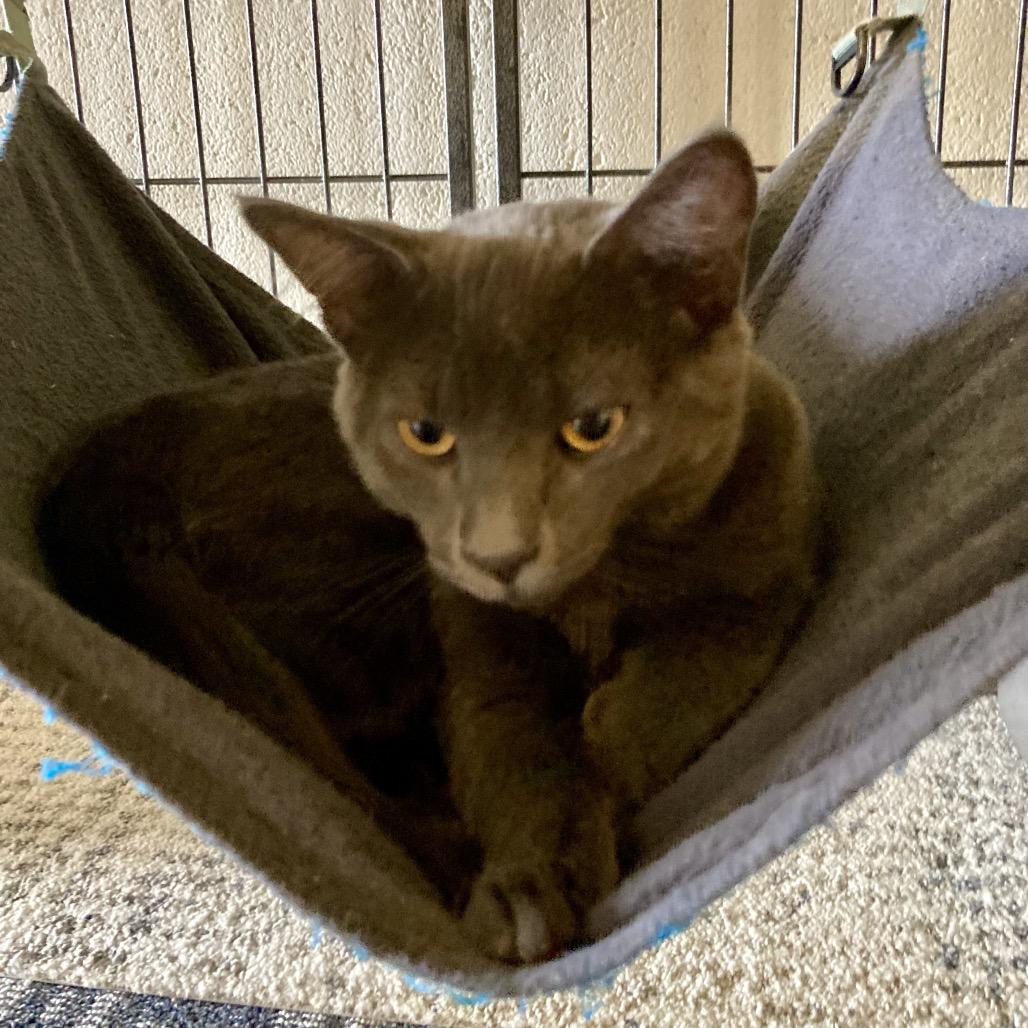 Radley, a Adoptable Domestic Short Hair in Sand Springs, OK image 3/5