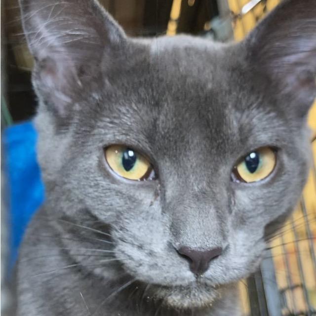 Radley, a Adoptable Domestic Short Hair in Sand Springs, OK image 4/5