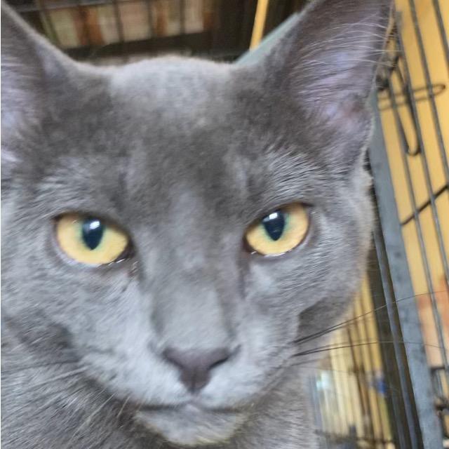 Radley, a Adoptable Domestic Short Hair in Sand Springs, OK image 5/5