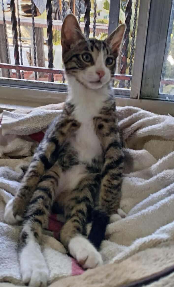 Robbie, Baby Male Tabby