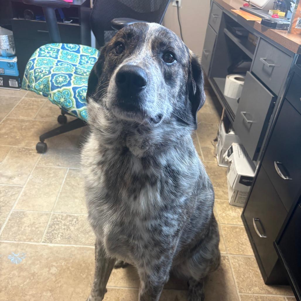 Enlarge Rocky, a Adoptable mixed breed in Tipton, IA image 1/2