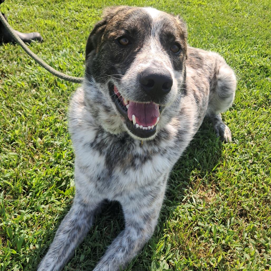 Enlarge Rocky, a Adoptable mixed breed in Tipton, IA image 2/2