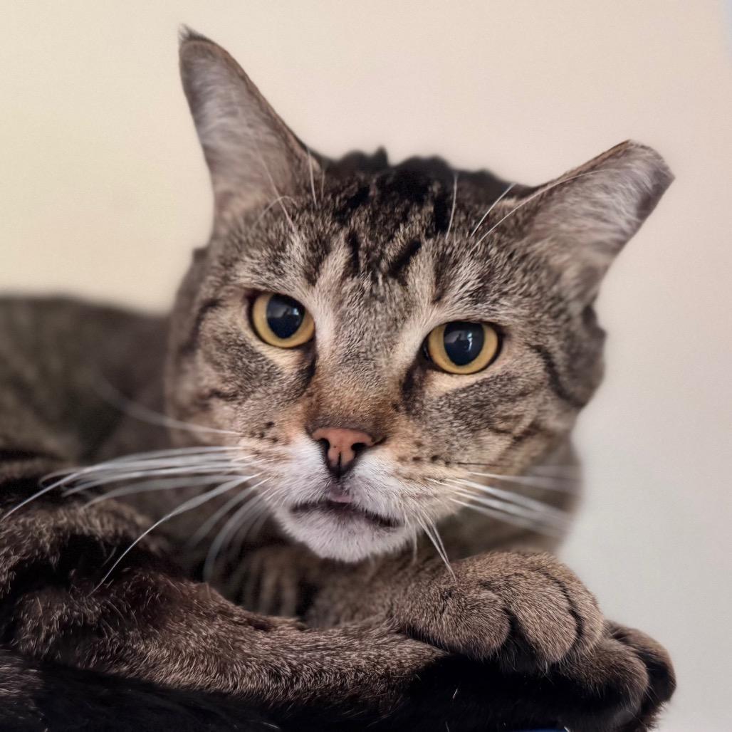Daffy Duck, Adoptable, Adult Male Domestic Short Hair.