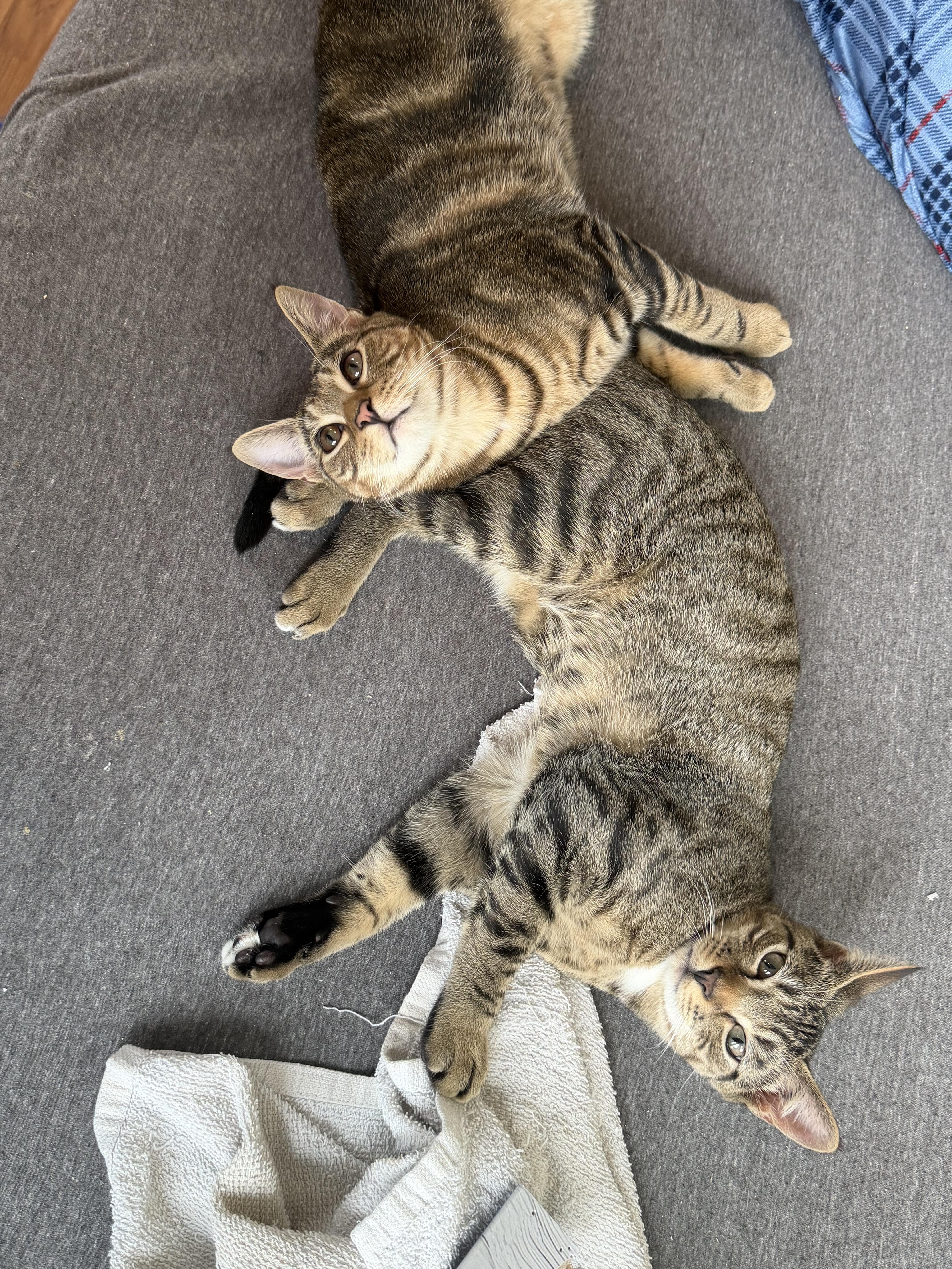 Enlarge Tabasco and Chaser, a Adoptable Domestic Short Hair in Troy, NY image 1/3