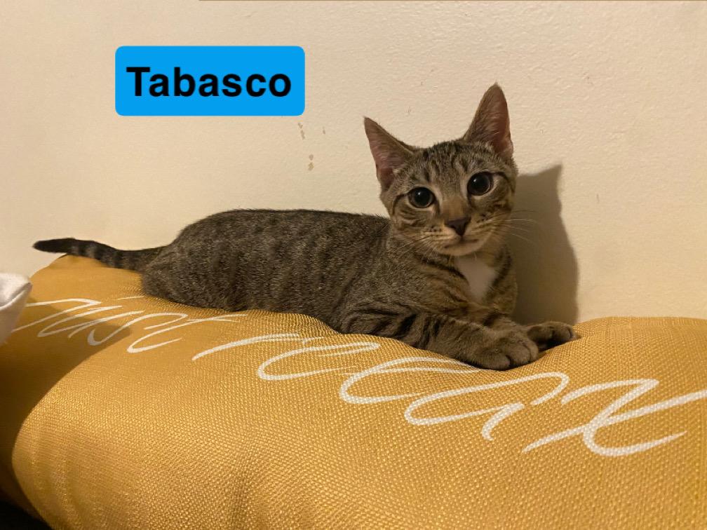 Enlarge Tabasco and Chaser, a Adoptable Domestic Short Hair in Troy, NY image 2/3