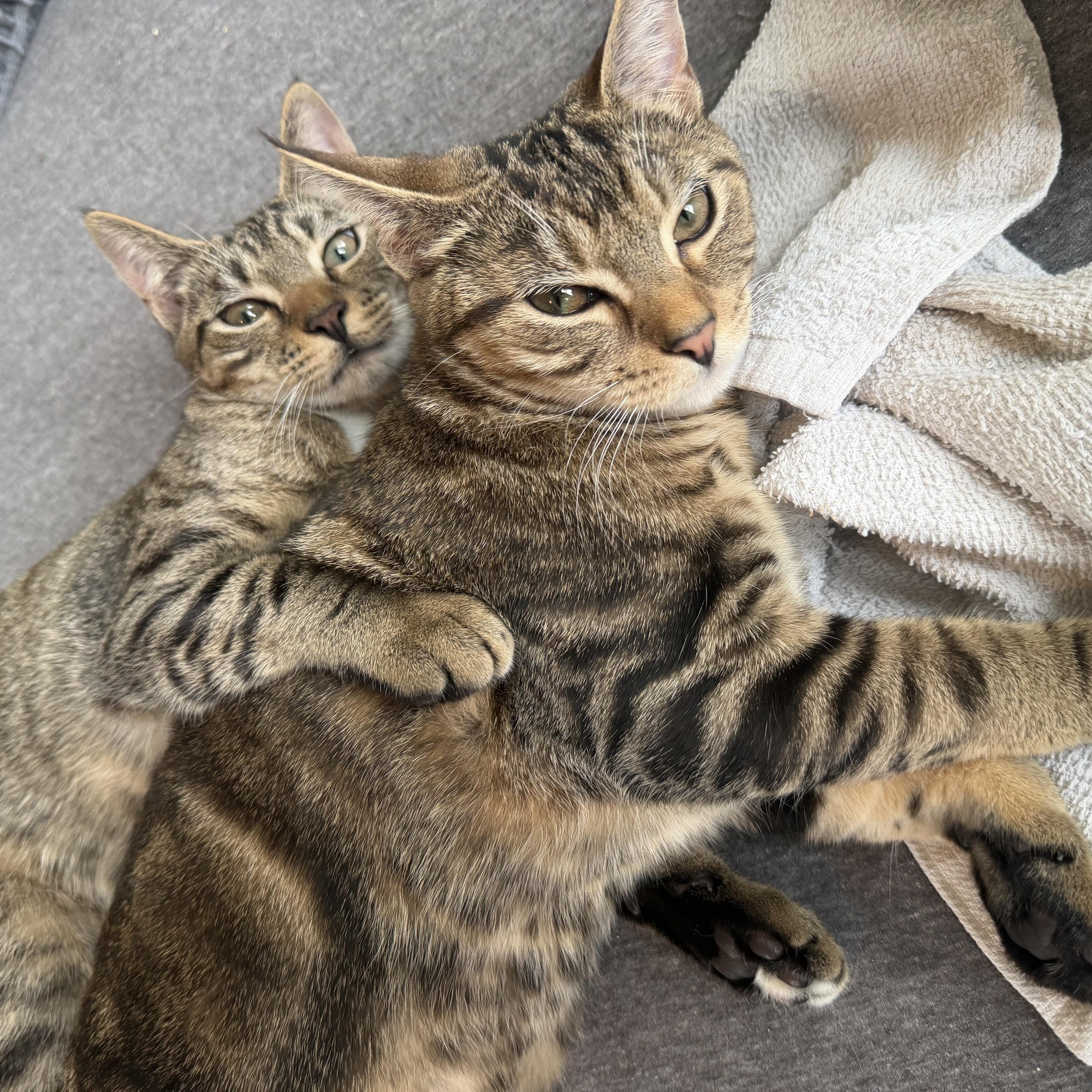 Enlarge Tabasco and Chaser, a Adoptable Domestic Short Hair in Troy, NY image 3/3