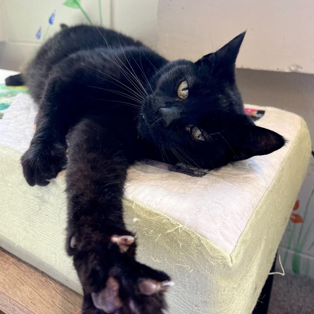 Abby, Adoptable, Senior Female Domestic Short Hair.