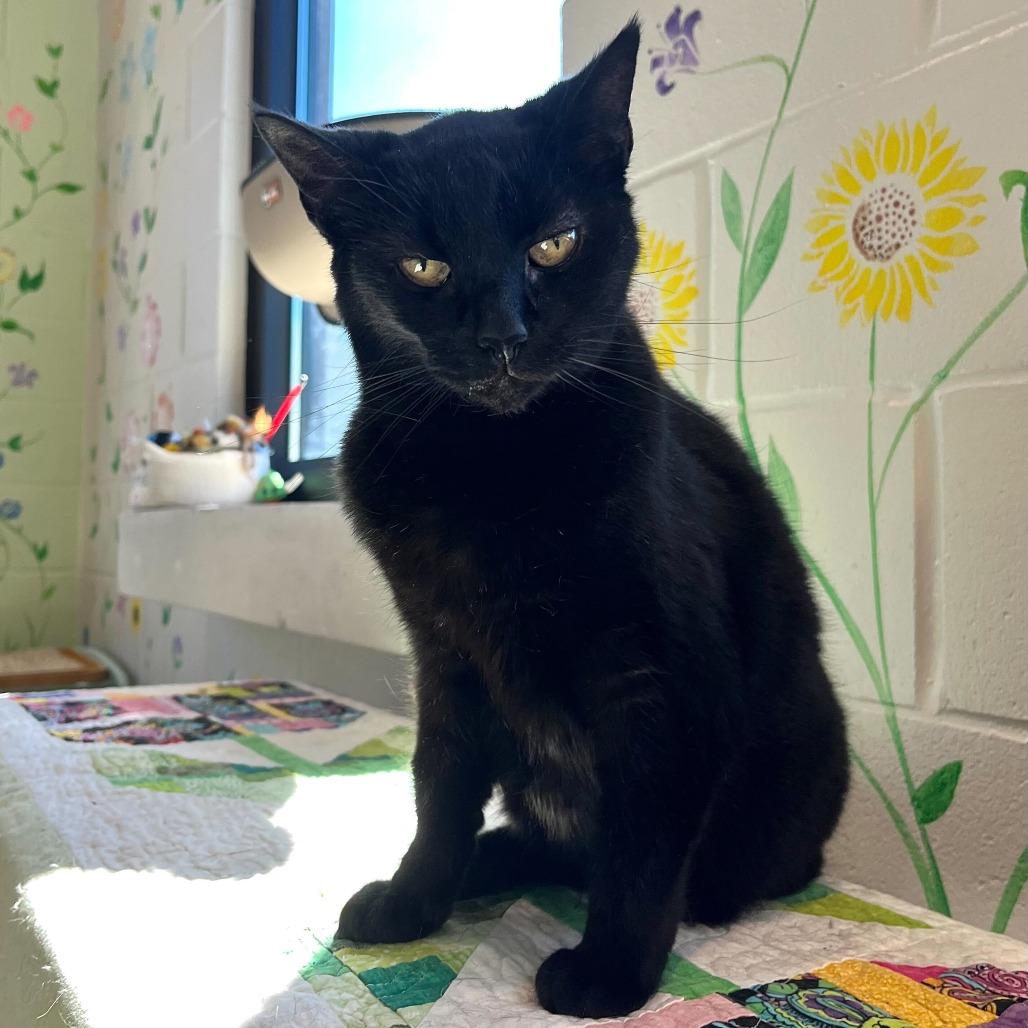 Enlarge Abby, a Adoptable Domestic Short Hair in Englewood, FL image 2/5