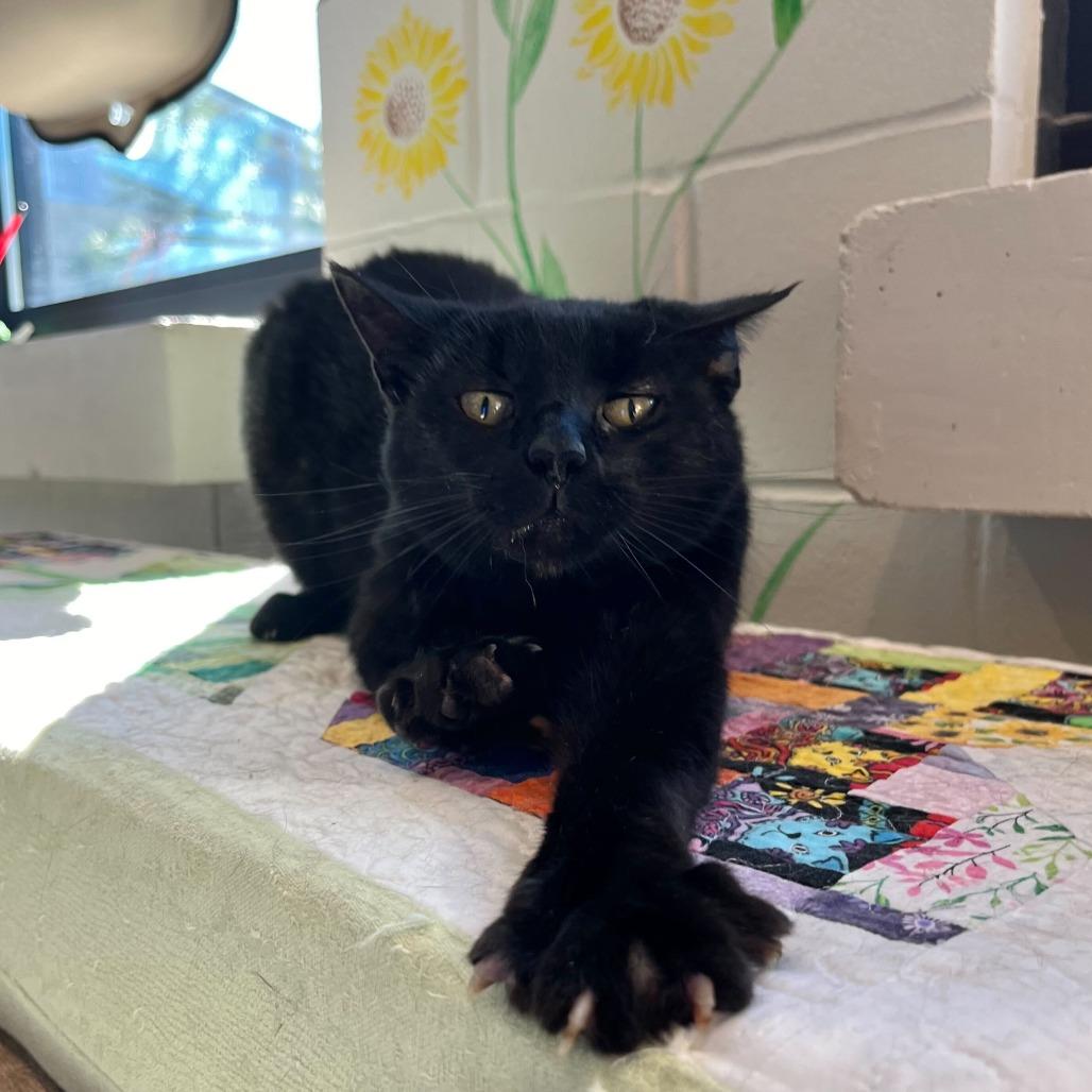 Enlarge Abby, a Adoptable Domestic Short Hair in Englewood, FL image 3/5