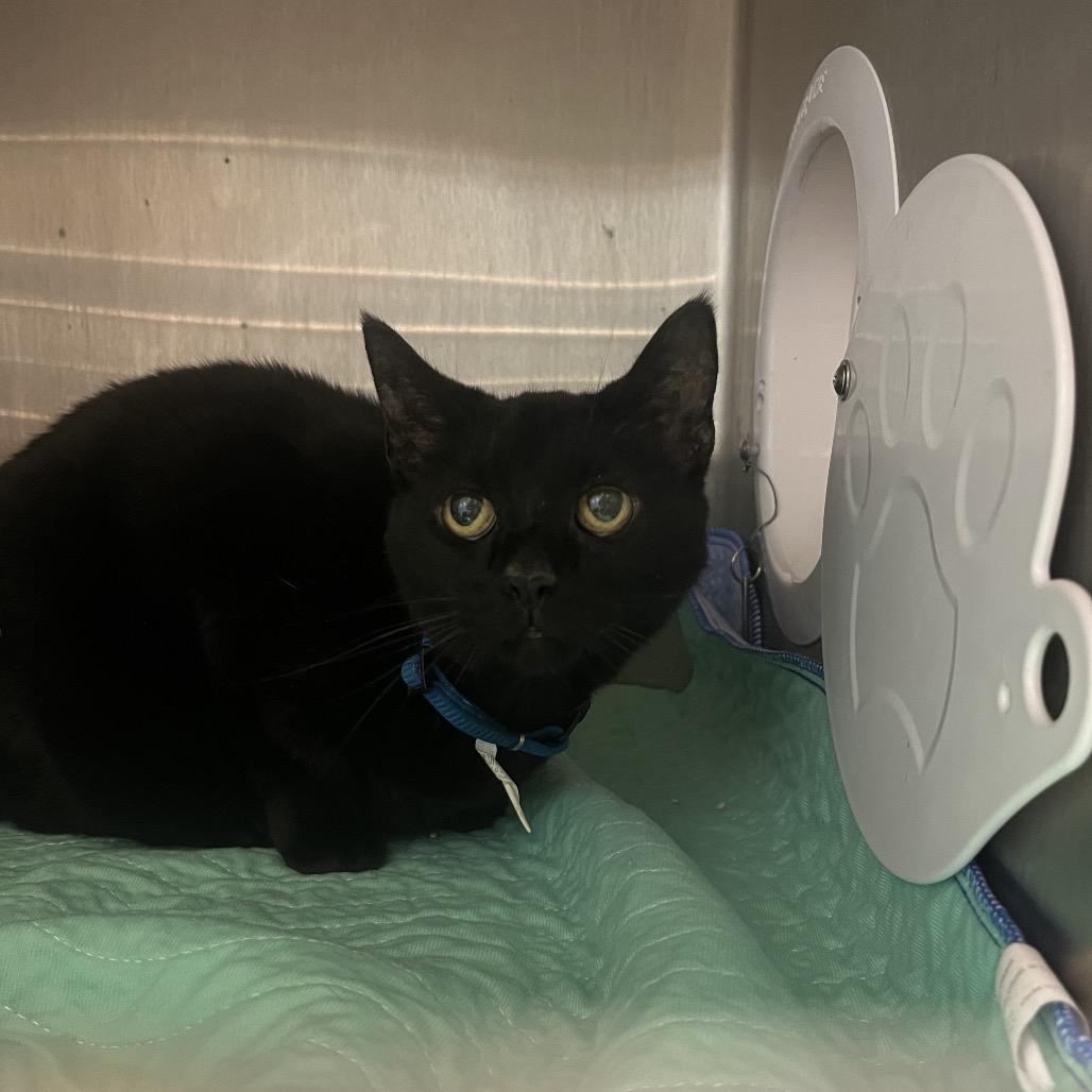 Enlarge Abby, a Adoptable Domestic Short Hair in Englewood, FL image 4/5