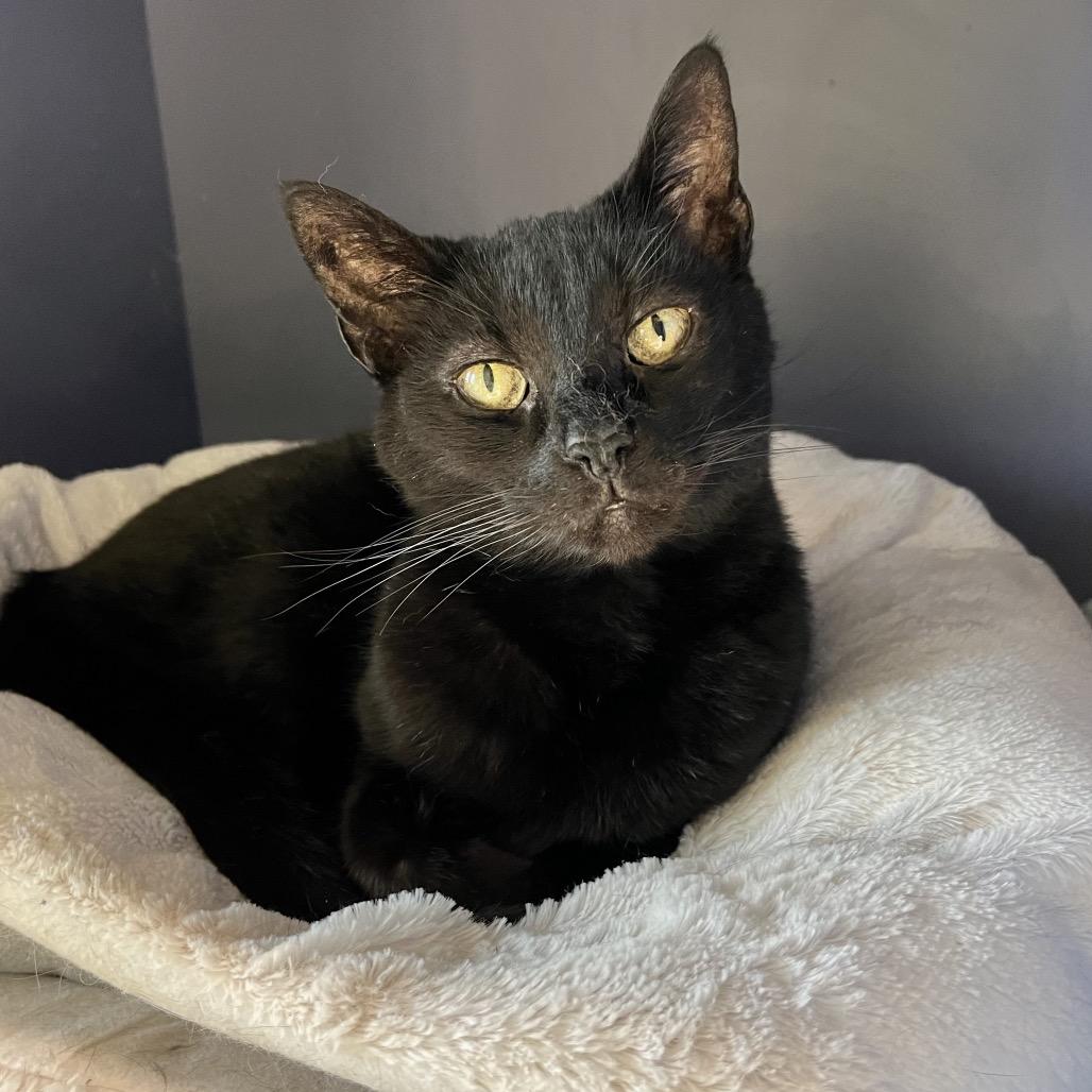 Enlarge Abby, a Adoptable Domestic Short Hair in Englewood, FL image 5/5