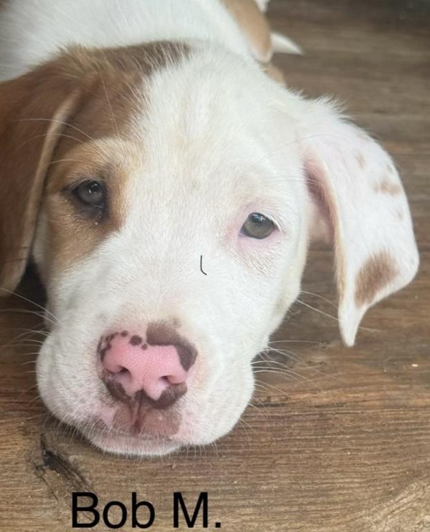 Bob, Adoptable, Puppy Male Labrador Retriever & Mixed Breed.