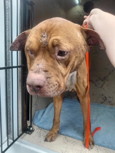 BUDDA, Adoptable, Adult Male Pit Bull Terrier.