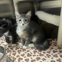 Scoot, Adoptable, Kitten Female Domestic Medium Hair.